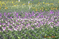 viola-0708-001